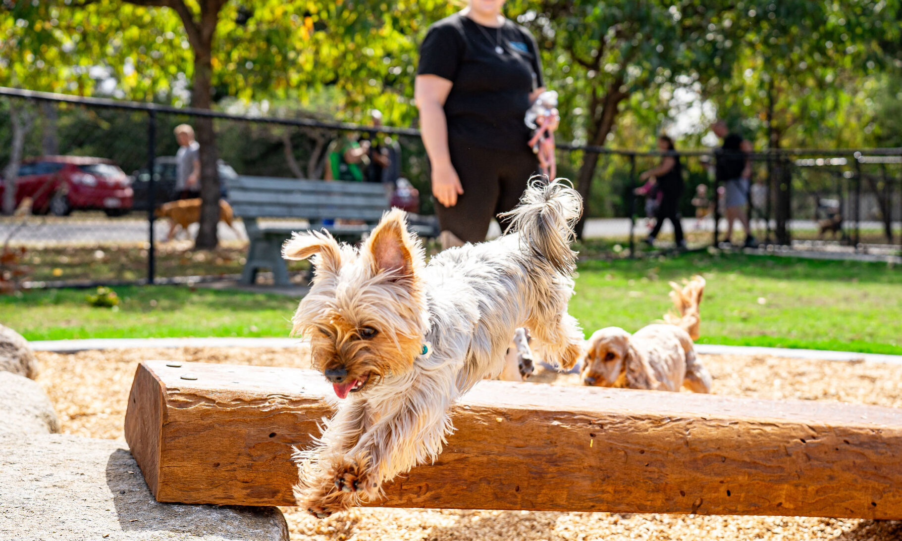 Englefield Road Dog Park Grand Opening! - Cr Sarah Hutton